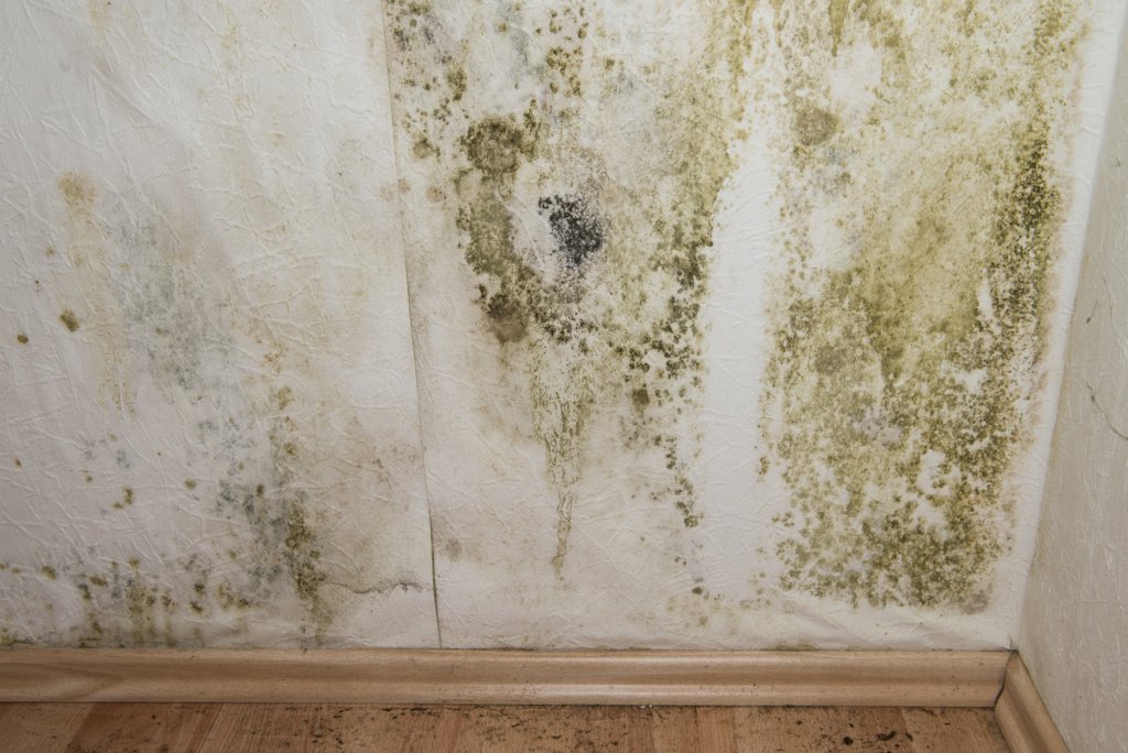wall with mould