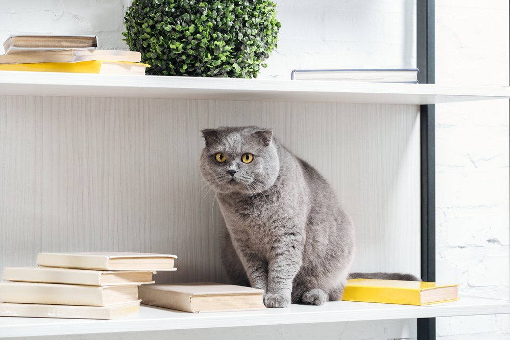 grey cat on a shelf